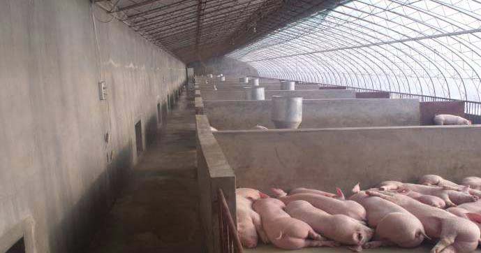 西安某猪舍项目地源热泵取暖设计方案